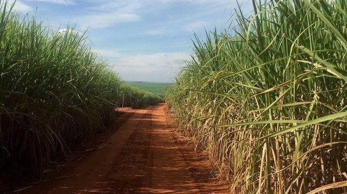 Хеджирование сахара бразильскими заводами является самым высоким за последние 10 лет: отчет