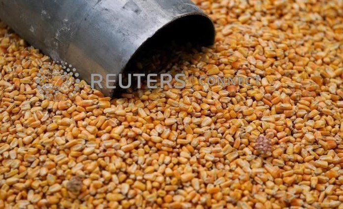 Кукуруза растет на фоне опасений за урожай и данных по экспорту США; соевые бобы, пшеница растут