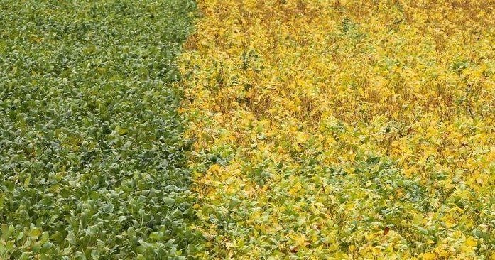 Посевы сои в Бразилии достигают 10% для сезона 2021/2022: AgRural