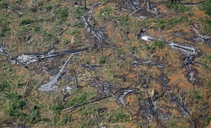 Вырубка лесов в бразильской Амазонии выросла на 22% до 15-летнего максимума