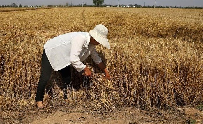 Не волнуйтесь, в Китае много овощей и зерна, говорят представители фермерских хозяйств