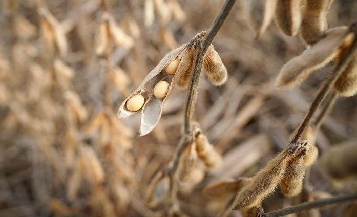 Пшеница падает на фоне погоды в США и снижения опасений по поводу Украины; соевые бобы растут
