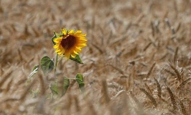 Урожай зерна в Украине в 2022 году упадет на 54,6% до 38,9 млн тонн: консультант