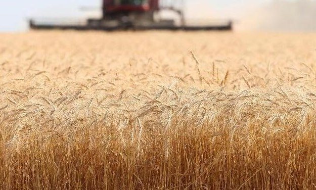 Пшеница восстанавливается после ранней слабости, кукуруза растет на фоне экспортного спроса в США